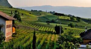 Napa Valley Winery Scenery